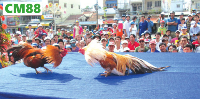 Chiến thuật trong các trận đá gà tre
